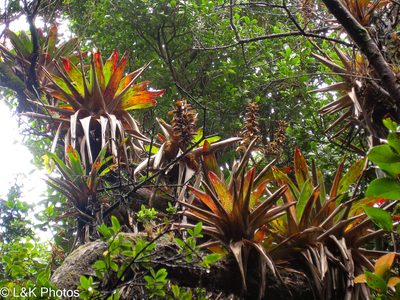 Werauhia ororiensis, photographed by lallen