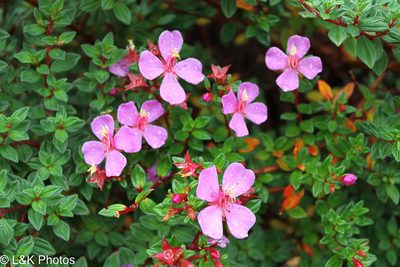 Monochaetum vulcanicum, photographed by lallen