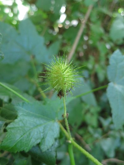 Sparrmannia ricinocarpa, photographed by bat (Maria Vorontsova)
