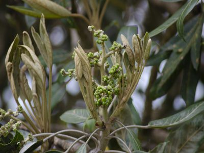 Oreopanax ecuadoriensis, photographed by sandy-espinozaf