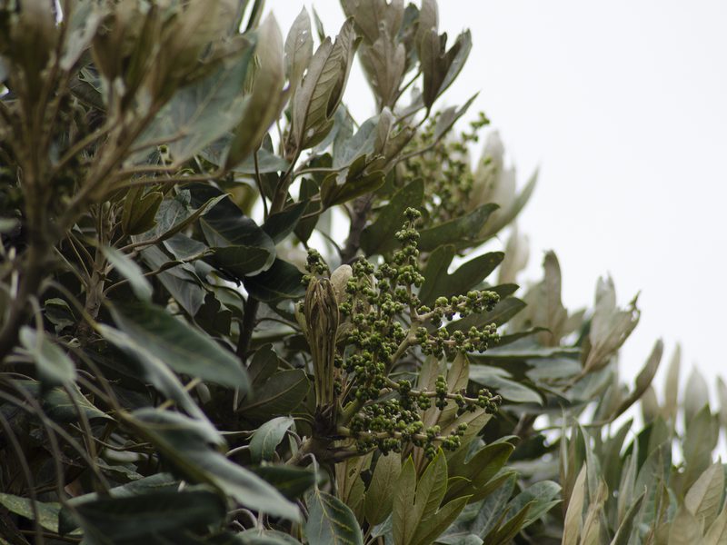 Oreopanax ecuadoriensis, photographed by sandy-espinozaf