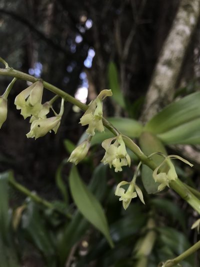 Epidendrum excisum, photographed by Nicolás Baresch Uribe