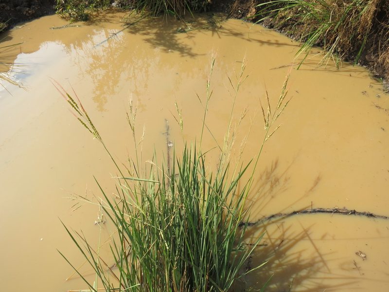 Oryza longistaminata, photographed by bat (Maria Vorontsova)