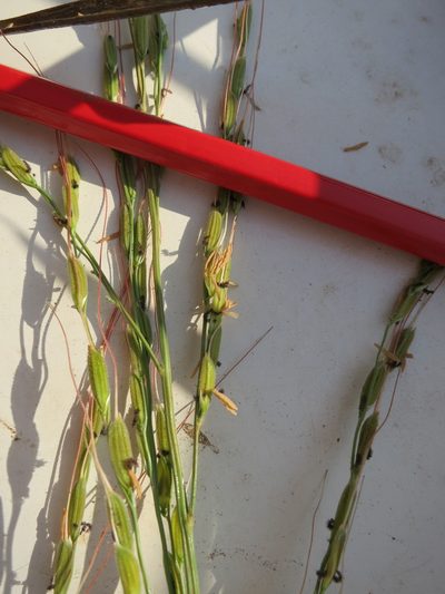 Oryza longistaminata, photographed by bat (Maria Vorontsova)