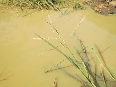 Oryza longistaminata, photographed by bat (Maria Vorontsova)