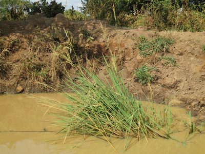 Oryza longistaminata, photographed by bat (Maria Vorontsova)