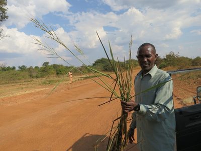Oryza longistaminata, photographed by bat (Maria Vorontsova)