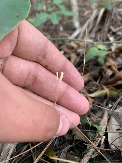 Voyria parasitica, photographed by Brandon Corder