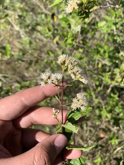 Koanophyllon villosum, photographed by Brandon Corder