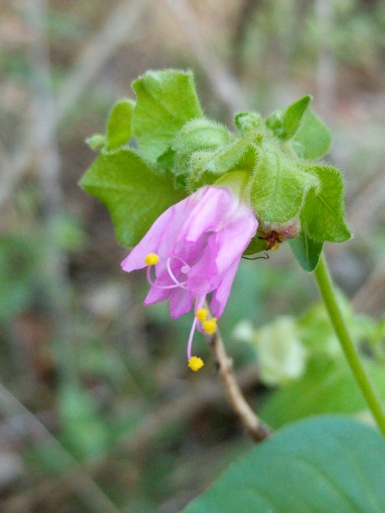 Mirabilis latifolia, photographed by Alison Northup
