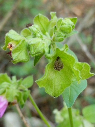 Mirabilis latifolia, photographed by Alison Northup