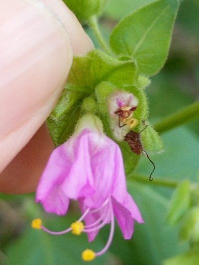 Mirabilis latifolia, photographed by Alison Northup