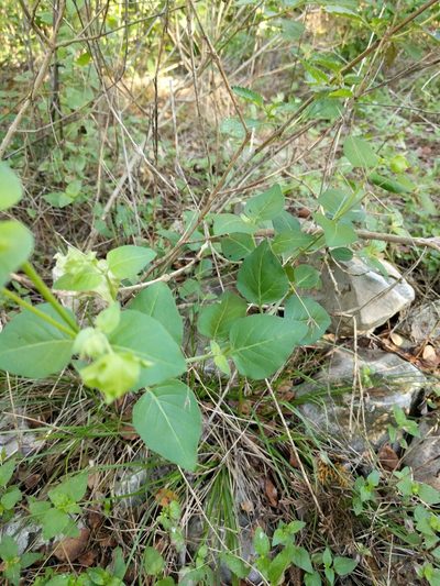 Mirabilis latifolia, photographed by Alison Northup