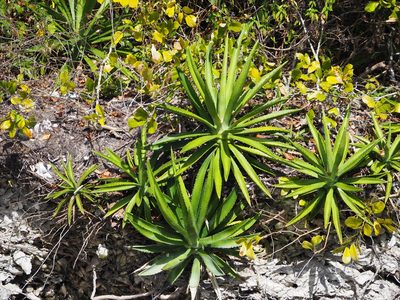 Agave decipiens, photographed by Clay Gibbons