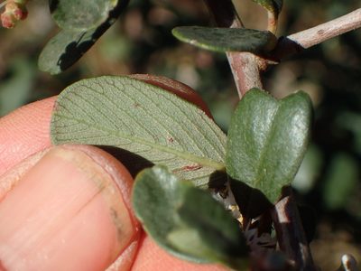 Ceanothus megacarpus, photographed by George Williams