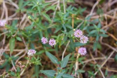 Palafoxia texana, photographed by Melissa McMasters