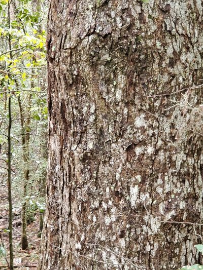 Quercus austrina, photographed by johnyochum