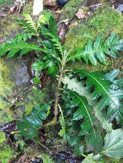 Aphelandra acanthus, photographed by Daniel Mesa