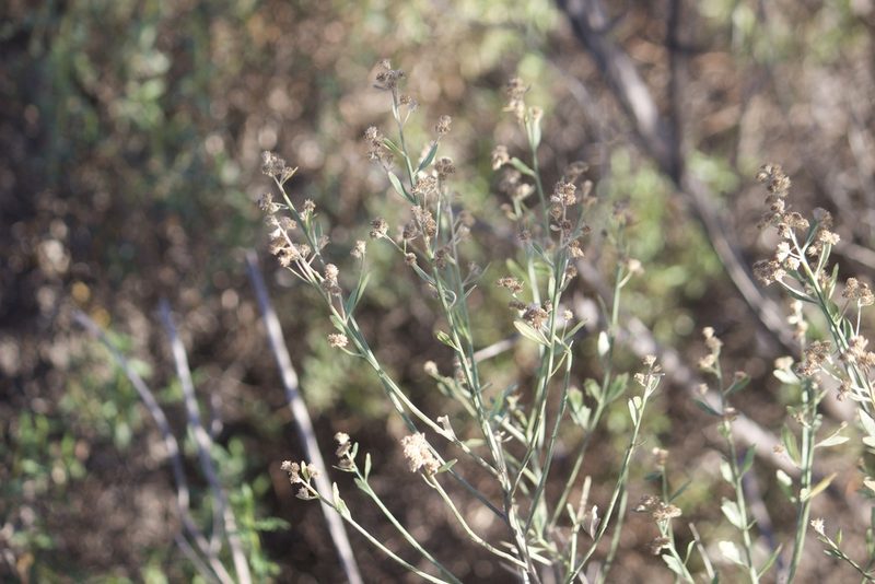 Baccharis salicina, photographed by Diego Blanco