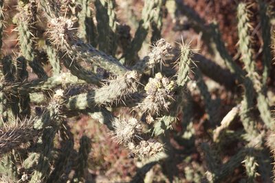 Cylindropuntia bernardina, photographed by Diego Blanco