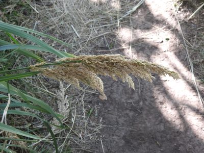 Poa iridifolia, photographed by Leonel Roget
