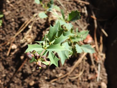 Berberis ruscifolia, photographed by Leonel Roget