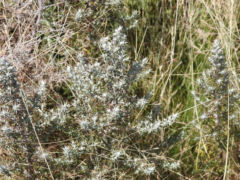 Baccharis artemisioides, photographed by Leonel Roget