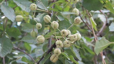 Pisonia macranthocarpa, photographed by maryury