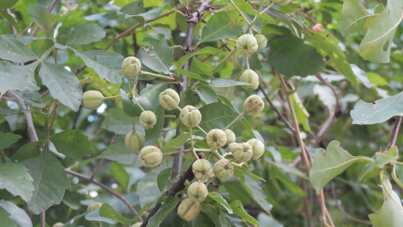 Pisonia macranthocarpa, photographed by maryury