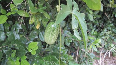 Melothria trilobata, photographed by maryury
