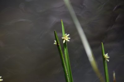 Schoenoplectiella mucronata, photographed by Thomas Mesaglio