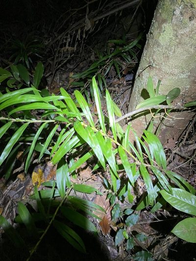Freycinetia excelsa, photographed by Greg Tasney