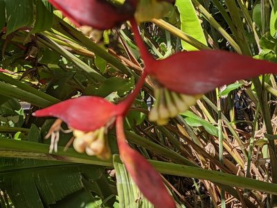 Heliconia collinsiana, photographed by Zoltán Stekkelpak