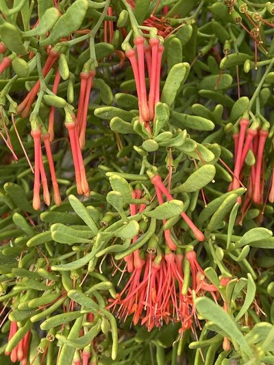 Amyema melaleucae, photographed by SJM McFish