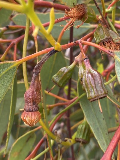 Eucalyptus incrassata, photographed by SJM McFish