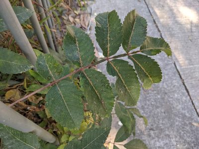 Rhus chinensis, photographed by portioid