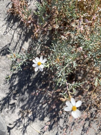 Nicolletia trifida, photographed by Sula Vanderplank