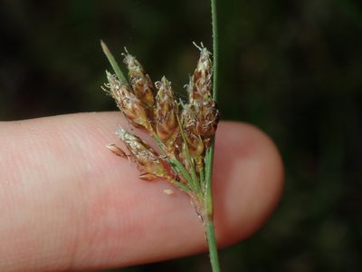 Fimbristylis ferruginea, photographed by Thomas Mesaglio