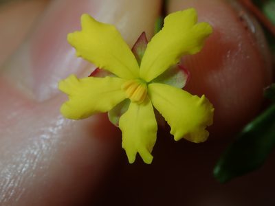 Hibbertia empetrifolia, photographed by Thomas Mesaglio