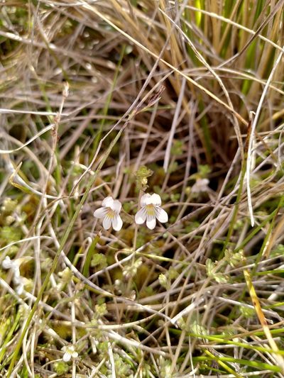 Euphrasia cheesemanii, photographed by Loïc Chalmandrier