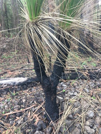 Xanthorrhoea malacophylla, photographed by Thomas Mesaglio