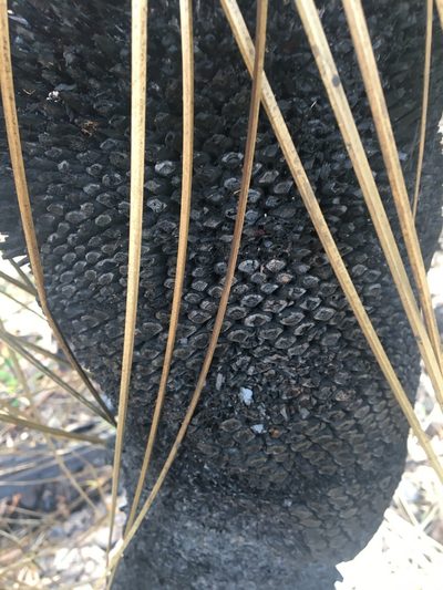 Xanthorrhoea malacophylla, photographed by Thomas Mesaglio