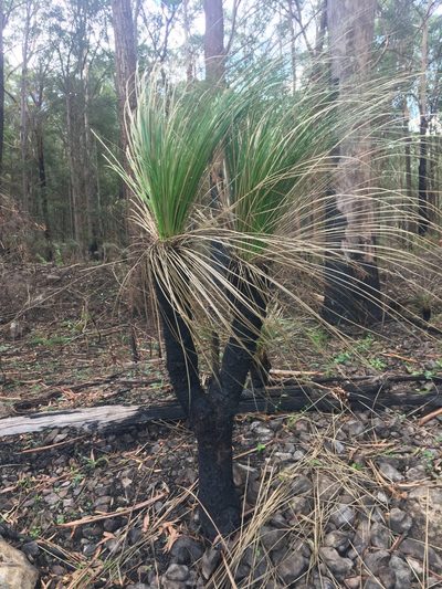 Xanthorrhoea malacophylla, photographed by Thomas Mesaglio