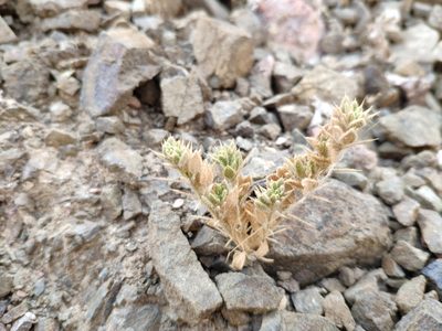 Zygophyllum molle, photographed by Denys Vynokurov