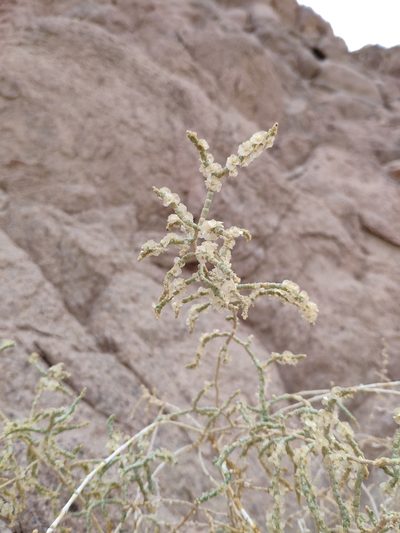 Haloxylon salicornicum, photographed by Denys Vynokurov