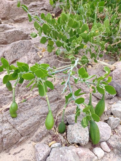 Capparis cartilaginea, photographed by Denys Vynokurov