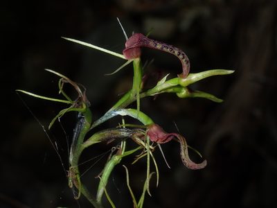 Cryptostylis leptochila, photographed by Thomas Mesaglio