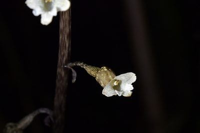 Gastrodia cunninghamii, photographed by Christopher Stephens