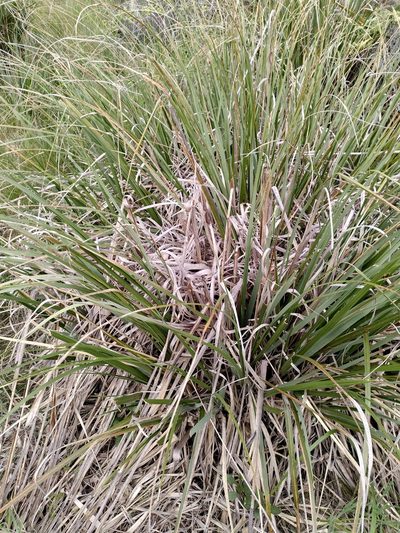 Chionochloa flavescens, photographed by Loïc Chalmandrier