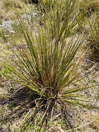 Chionochloa flavescens, photographed by Loïc Chalmandrier